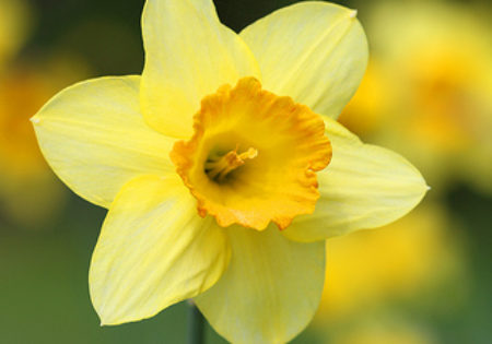 daffodil close up